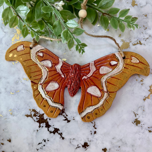 Hanging Butterfly Wall Art - Atlas Moth